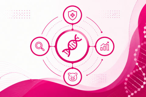 Building Disease Resilience in Pigs: Why Genetics Is Changing the Game