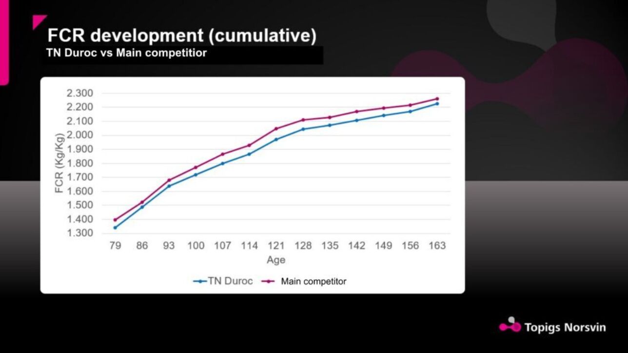 Figure 1: TN Duroc shows a consistently lower feed conversion ratio compared with the main competitor line throughout the finishing period. Lower FCR means less feed required per kg of growth.