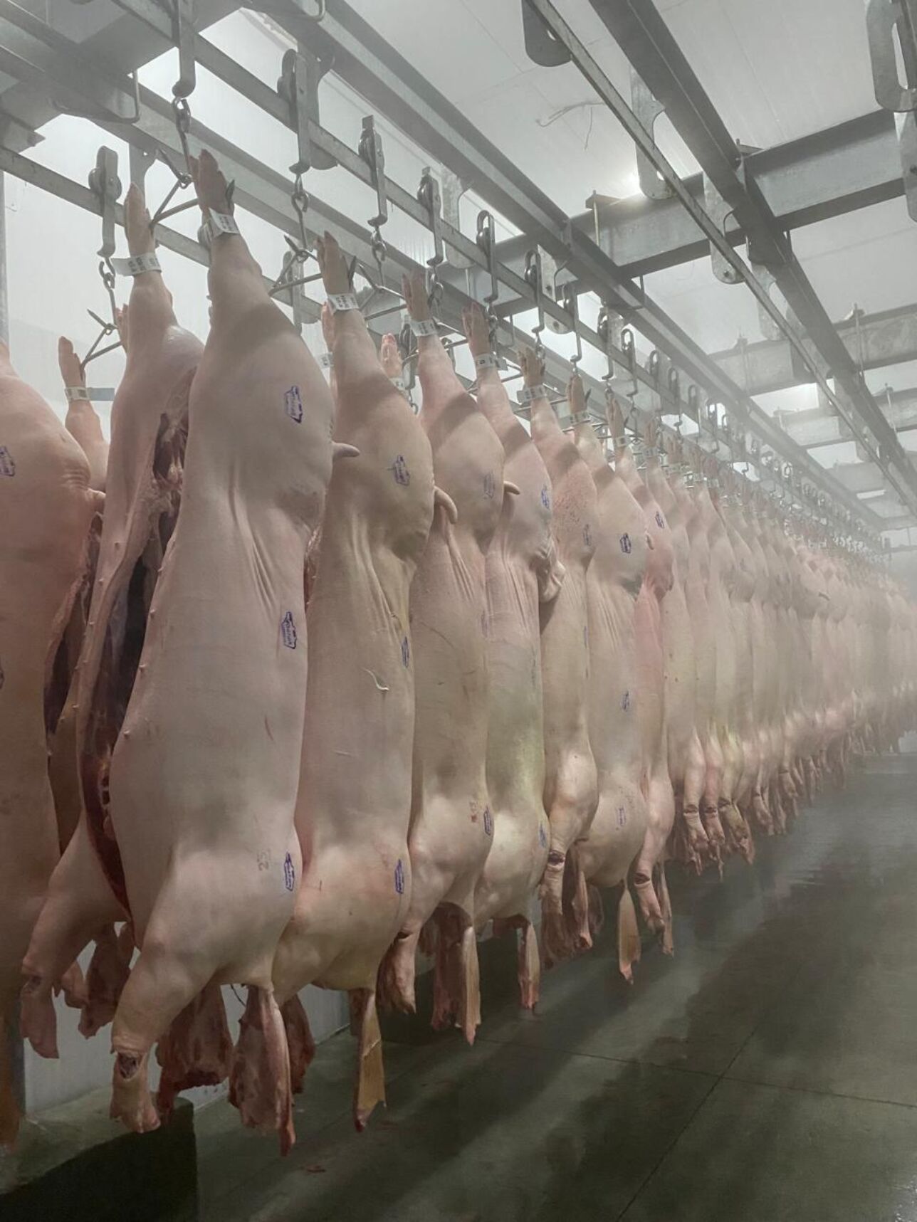 Data collected covered individual weight, feed intake, backfat and loin depth, primal weights, color and marbling scores.