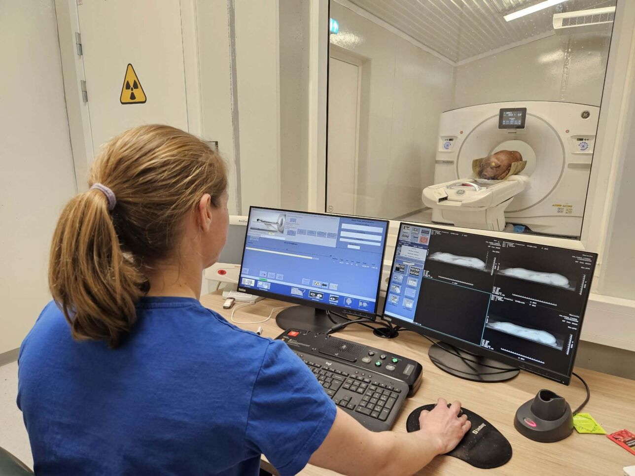 CT scanning performed on a TN Duroc boar at Delta Norway