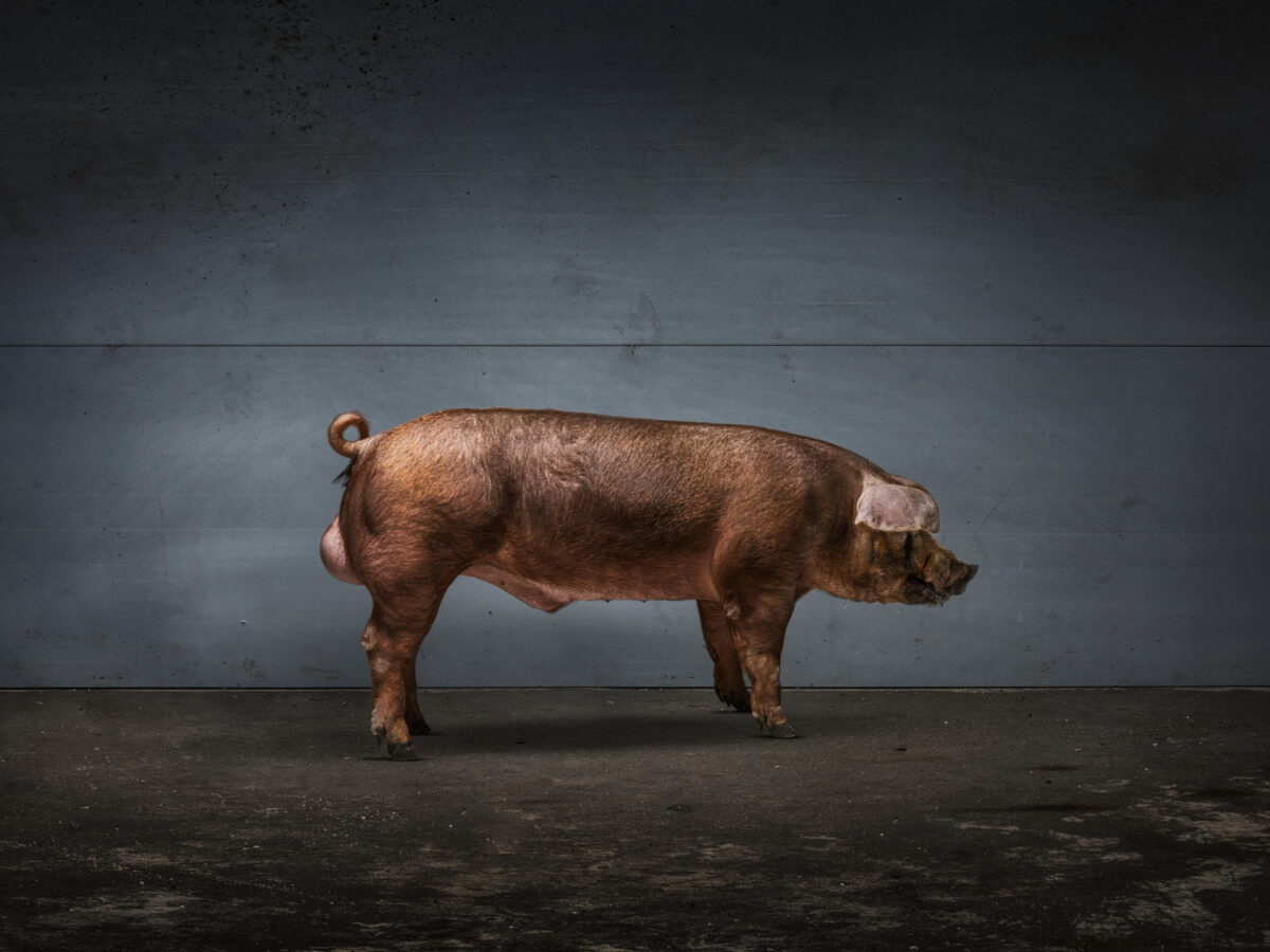 TN DUROC