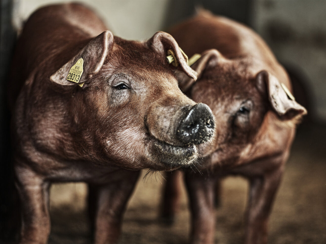 In Brazil, TN Duroc genetics was put to the test, evaluated under real commercial conditions, and compared directly with other major sire lines.