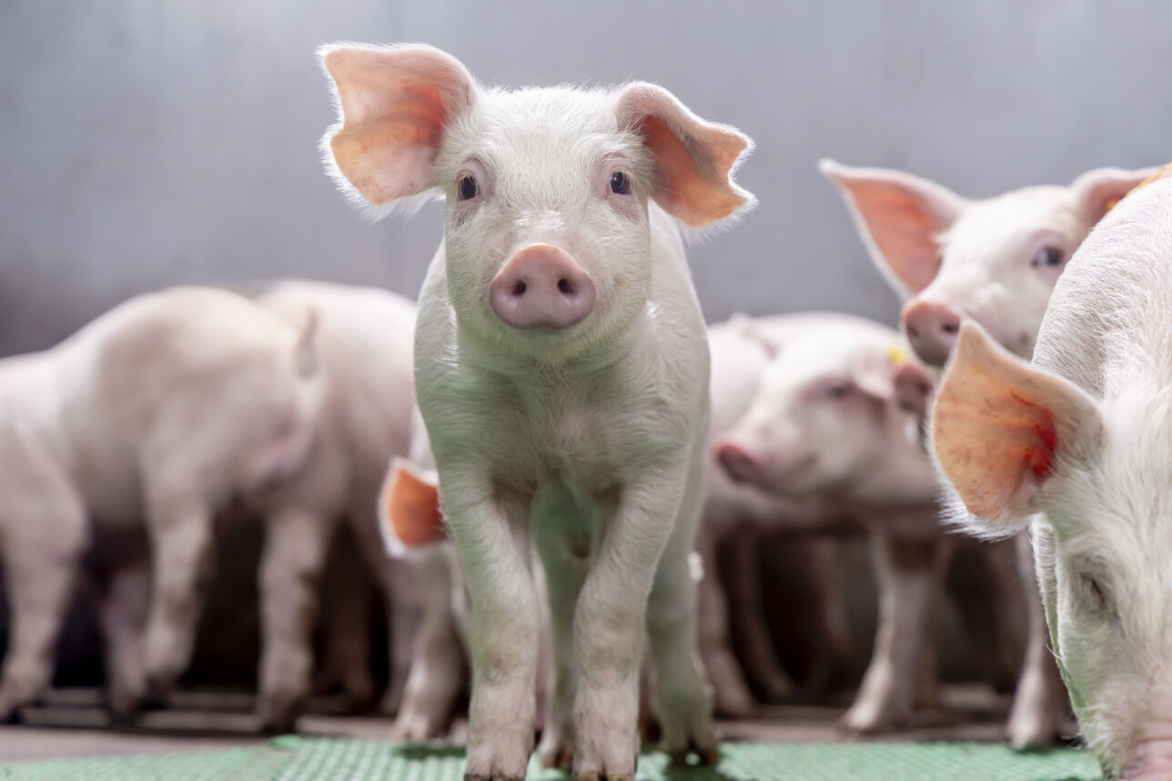 Topigs Norsvin Early Phase Vitality with TN Duroc