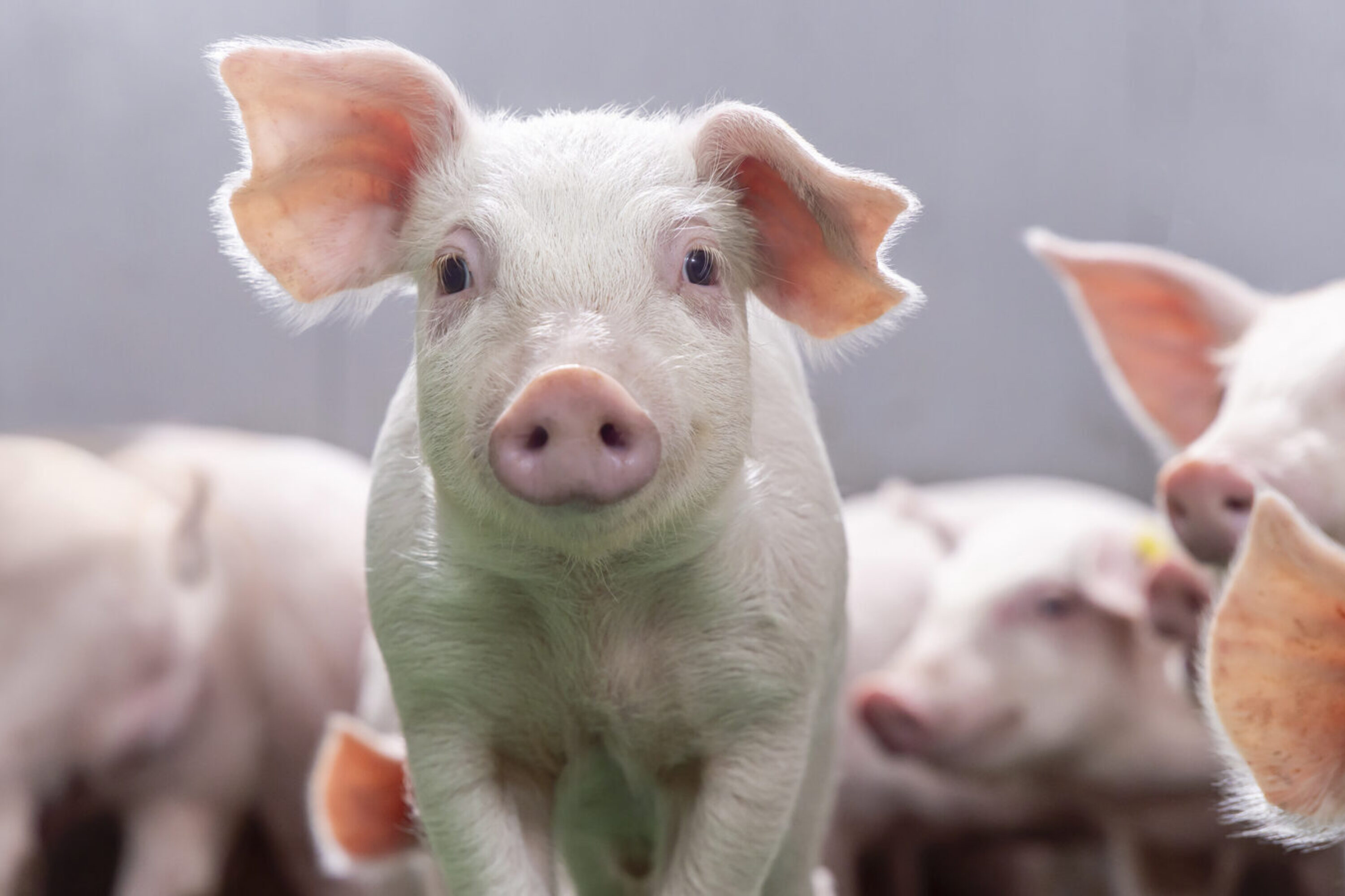 Topigs Norsvin Early Phase Vitality with TN Duroc