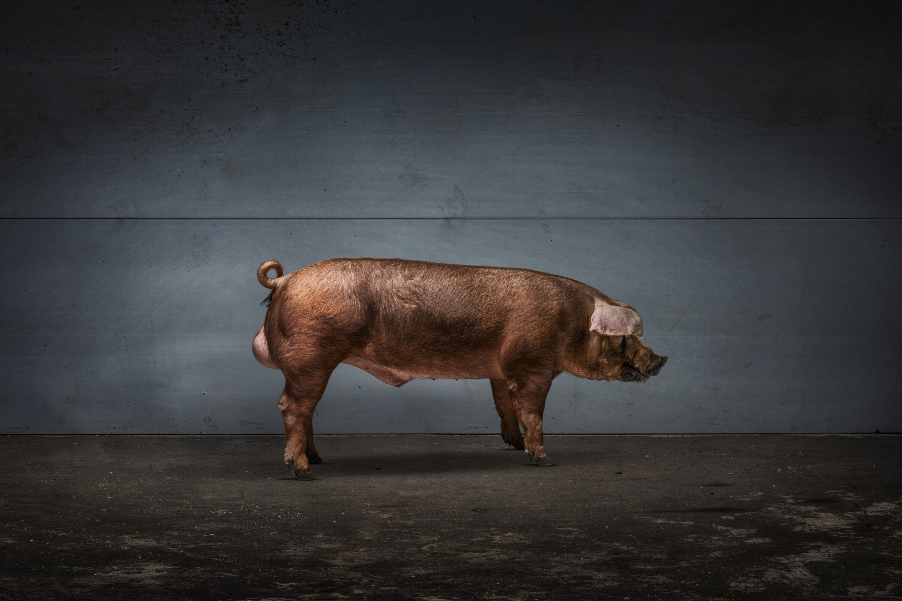 TN DUROC