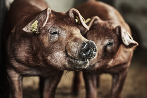 In Brazil, TN Duroc genetics was put to the test, evaluated under real commercial conditions, and compared directly with other major sire lines.