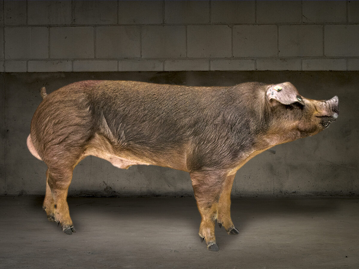 Iberduroc
