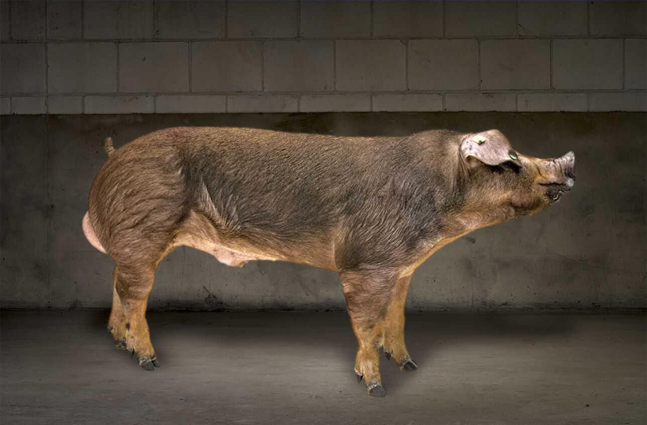 Iberduroc