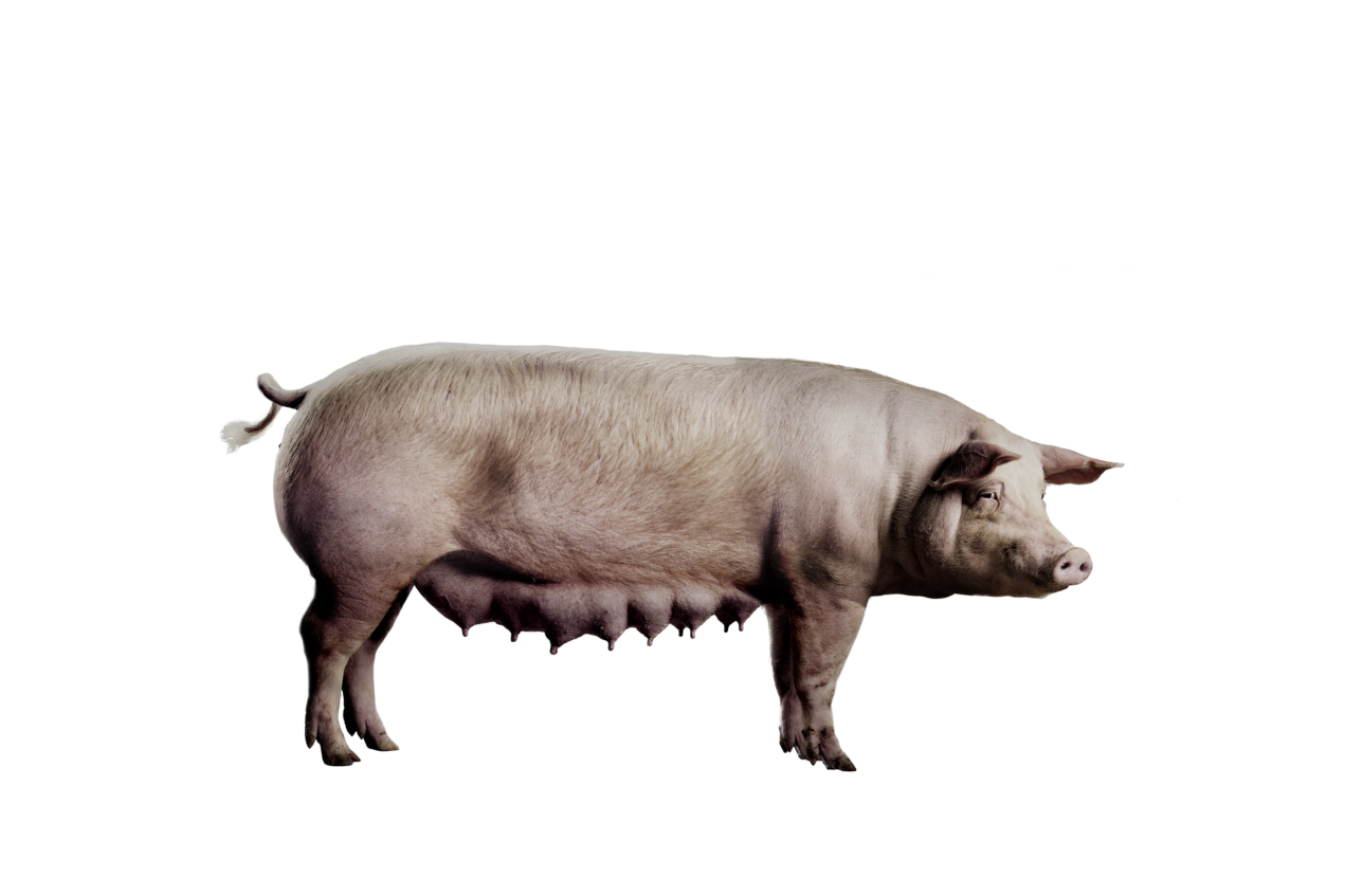 Product photo Norsvin Landrace sow