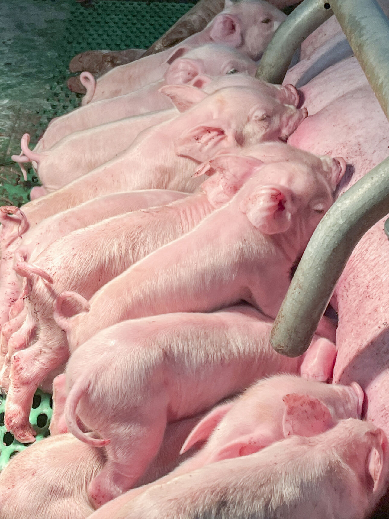 Pigs that are easy to start from birth onwards