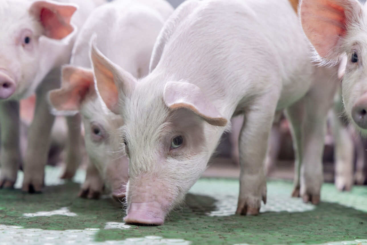 Vital piglets with high birth weights are off to an easy start