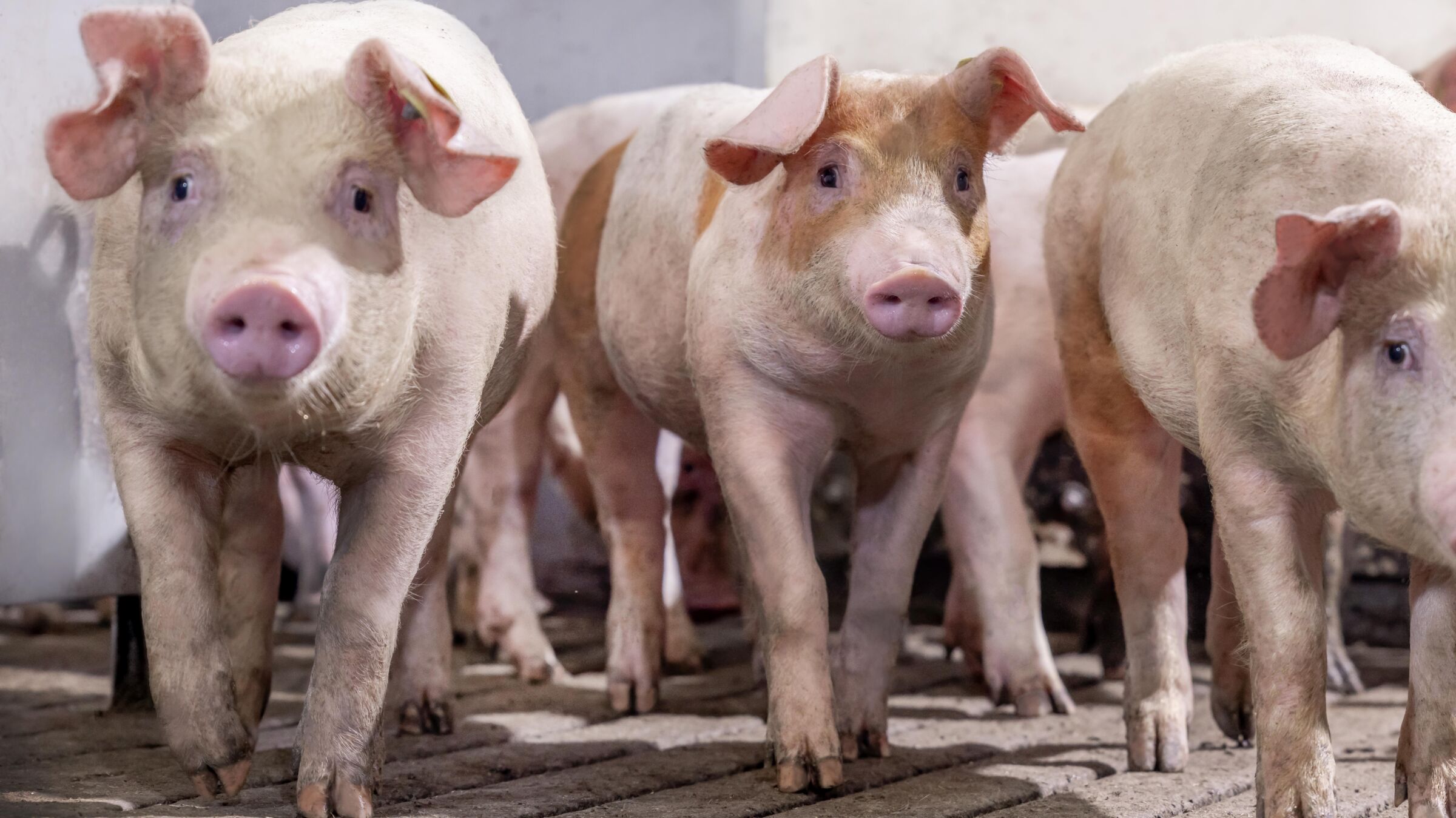 Offspring of the TN Duroc x TN70