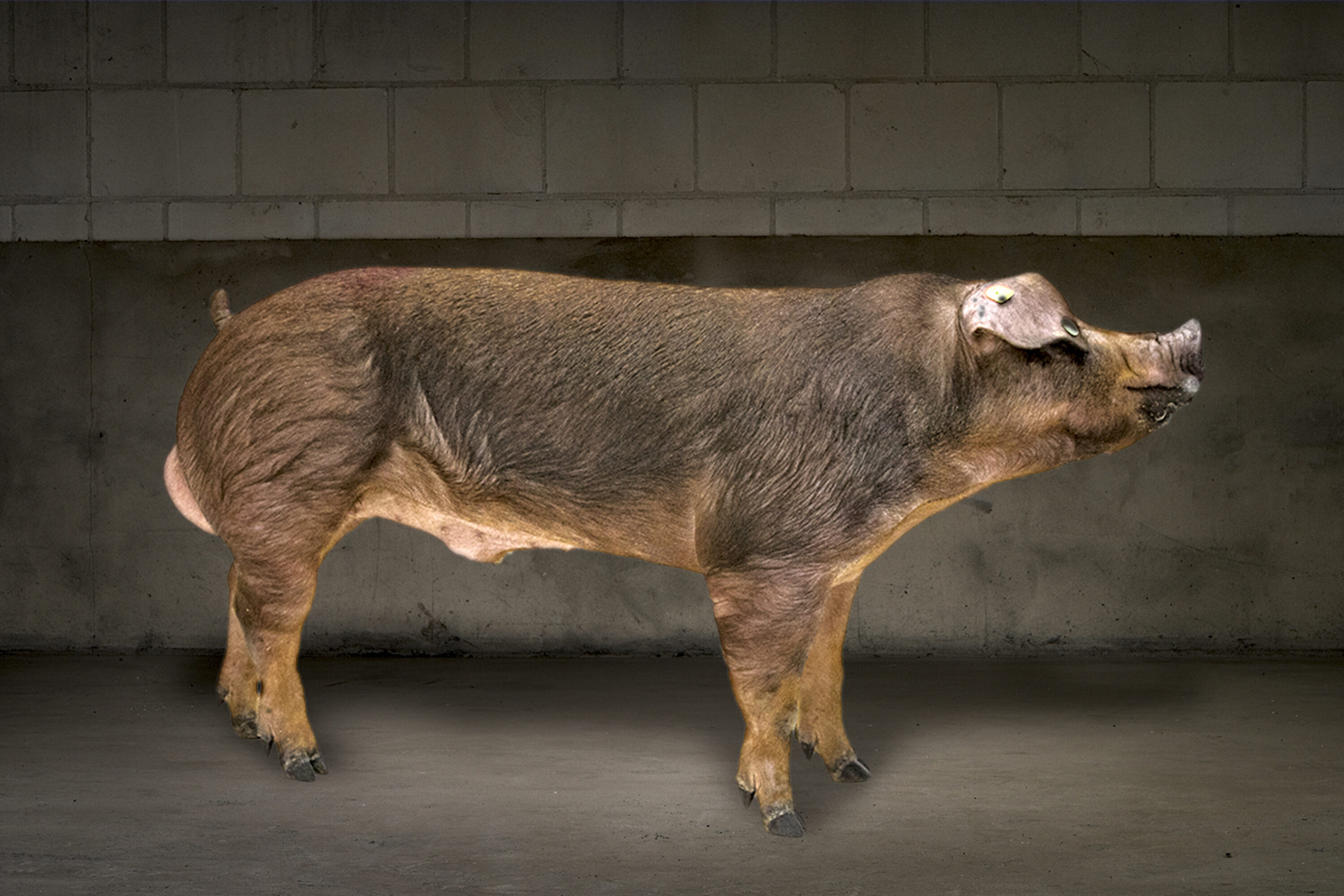 Iberduroc