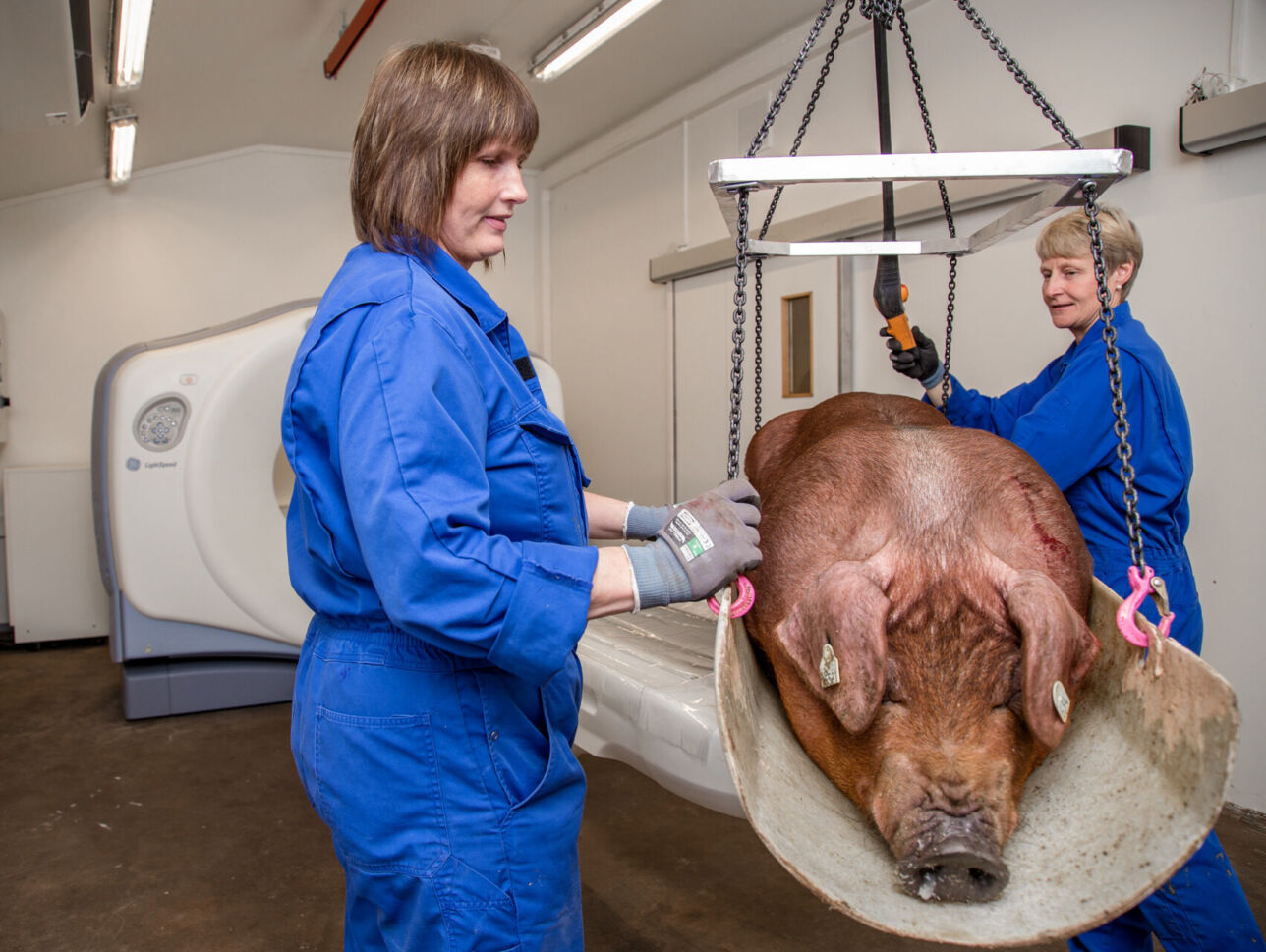 Topigs Norsvin CT scanning for Selection