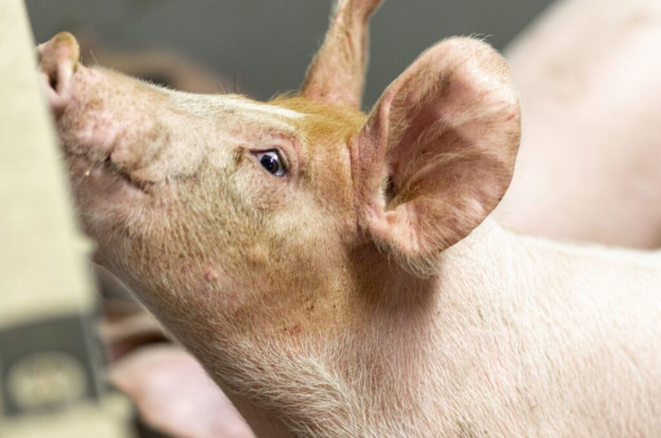 Finisher pig