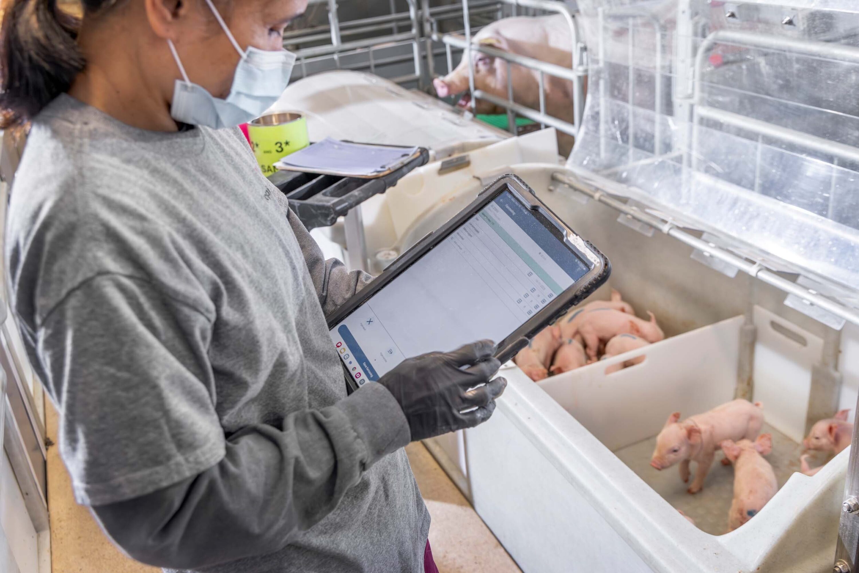 Recording data on purebred Topigs Norsvin Z-line pigs