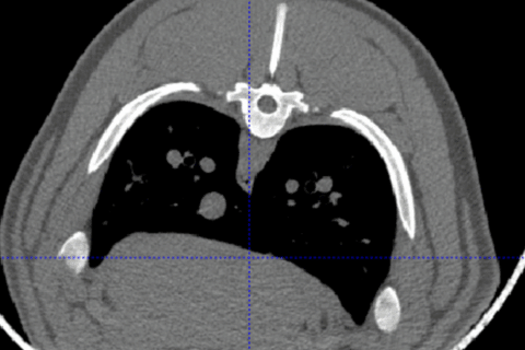 Bridging Pig Breeding and Human Health with CT Data