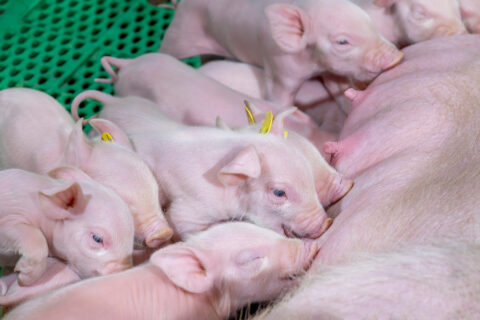 Meeting the Future: How Innova Canada Mastered the Transition to Free Farrowing 