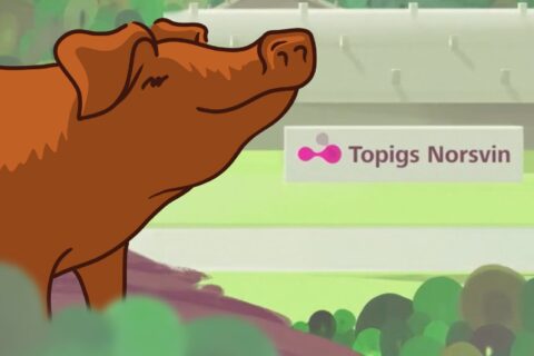 TN Duroc Manual