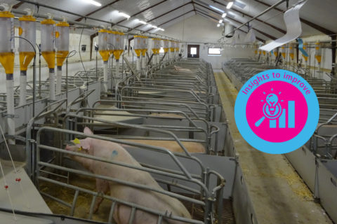 Optimizing parity structure in pig production: A key to sustainable performance 