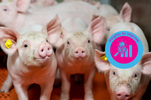 Balanced breeding and pig robustness