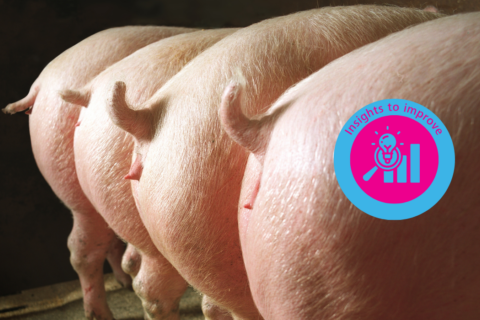 How to set gilts up for success